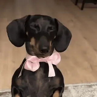 🎀 anjing, dachshund, binatang, hewan peliharaan, pita, merah muda whatsapp sticker