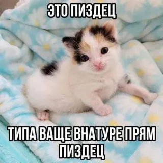 😞 ЭТО ПИЗДЕЦ
ТИПА ВАЩЕ ВНАТУРЕ ПРЯМ ПИЗДЕЦ 새끼 고양이, 고양이, 귀여운, 불쾌한, 속어, 러시아어 telegram sticker