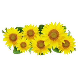 🌹 Sonnenblume, Blume, Gelb, Natur, Blumenmuster, Pflanze, Blüte whatsapp sticker