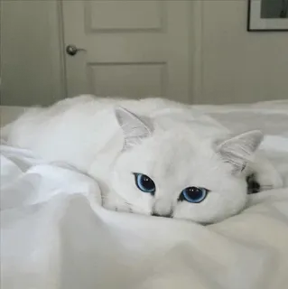 🌝 gato, gato branco, animal doméstico, animal, animal de estimação, olhos azuis whatsapp sticker