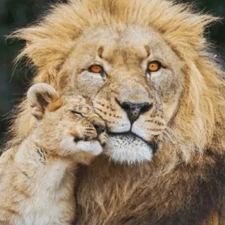 😍 лев, львёнок, животные, дикая природа, нежность, семья telegram sticker