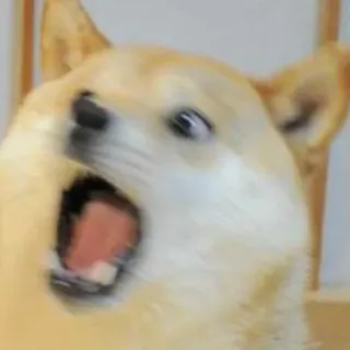 😲 doge, chien, mème, animal, shiba inu telegram sticker