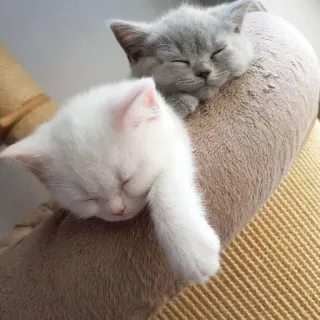 🍑 kittens, cats, animals, cute, sleeping, domestic animals telegram sticker