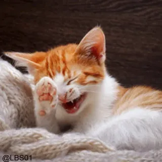 😆 @LBS01 chat, chaton, rire, orange, mignon, animal de compagnie, animal whatsapp sticker