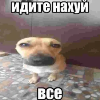 😡 ИДИТЕ НАХУЙ
ВСЕ dog, offensive, meme, russian, slur whatsapp sticker