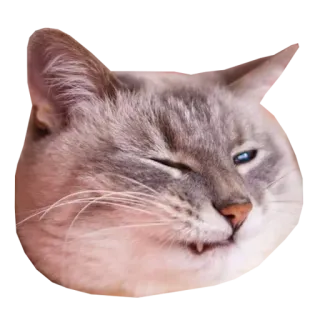 😉 cat, animal, pet, mammal, domestic cat, cute, feline telegram sticker