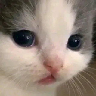 💓 gattino, gatto, animale, carino, animale domestico, animale domestico telegram sticker