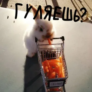 🐰 гуляешь? lapin, caddie, carottes, mignon, kawaii whatsapp sticker