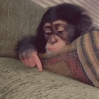 😱 chimpanzee, monkey, animal, cute, primate, sleeping telegram sticker