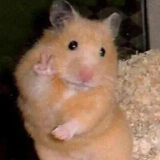 ✌️ Hamster, Tier, Friedenszeichen, Geste, Nagetier telegram sticker