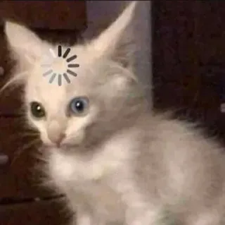😵‍💫 cat, kitten, loading, thinking, processing, internet telegram sticker