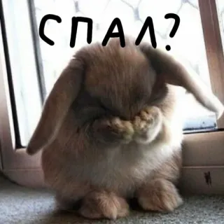 🐰 СПАЛ? lapin, mignon, triste, fenêtre, animal de compagnie, lapinou whatsapp sticker
