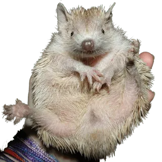 🤪 hedgehog, animal, cute, pet, small, mammal telegram sticker