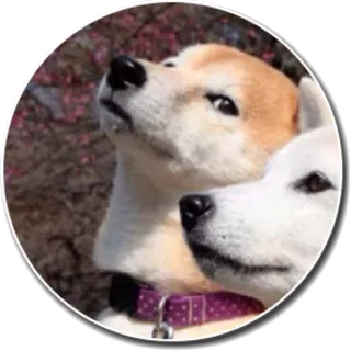 😶 chien, shiba inu, animal, mignon, animal de compagnie, chiens, race de chien whatsapp sticker