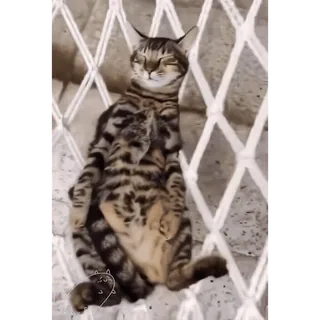 😌 gato, animal, animal de estimação, dormindo, rede, tigrado whatsapp sticker
