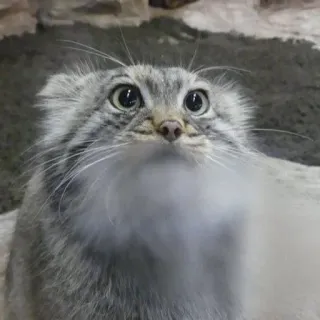 🥺 Manul, Katze, Pallaskatze, Tier, Wildkatze, süß, Säugetier, flauschig whatsapp sticker