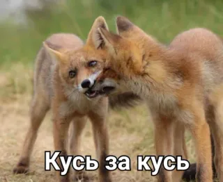 🥉 Кусь за кусь raposas, animais, fofo, meme, morder, russo telegram sticker
