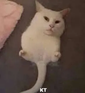 😺 KT cat, white cat, animal, pet, meme, funny telegram sticker