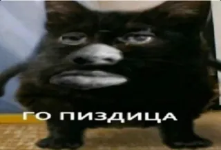 👊 ГО ПИЗДИЦА gatto, meme, russo, offensivo, animale, faccia telegram sticker