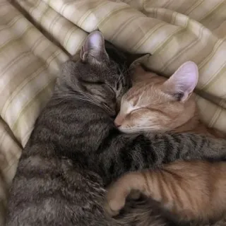 🖤 koty, śpiący, zwierzęta, zwierzęta domowe, słodki, czuły, pręgowany, rudy telegram sticker