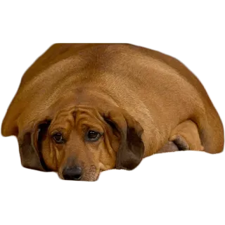 😢 cane, triste, animale, domestico, marrone telegram sticker