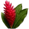 🥥
