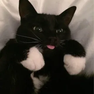 🍑 cat, tuxedo cat, animal, pet, cute, funny, tongue, black and white cat telegram sticker