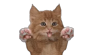 🤤 gato, gatinho, engraçado, fofo, animal, animal de estimação telegram sticker