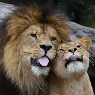 🦁Lion🦁 telegram stickers