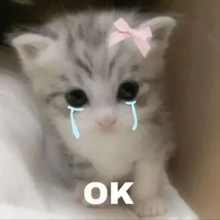 🤩 OK cat, kitten, crying, sad, OK, cute telegram sticker