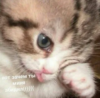 😢 вот зачем ты миня абидил((((((( Katze, Kätzchen, süß, traurig, weinen telegram sticker