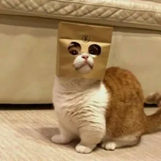 🧩 gatto, sacchetto di carta, divertente, animale, animale domestico telegram sticker