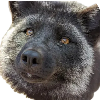 🐶 raposa, animal, raposa preta, raposa prateada, vida selvagem, natureza, mamífero, retrato telegram sticker