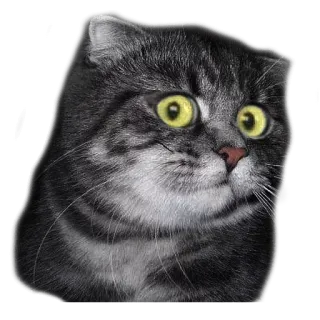 🌚 แมว, สัตว์, สัตว์เลี้ยง, ลูกแมว, น่ารัก, มีม, ตา telegram sticker