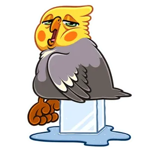 😴 pássaro, calopsita, gelo, derretendo, animal, adesivo telegram sticker
