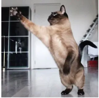 👋 кот, сиамский, животное, смешной, стоя, милый telegram sticker