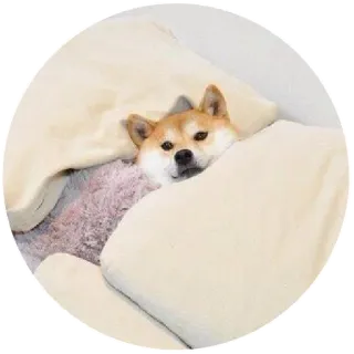 😦 perro, shiba inu, durmiendo, acogedor, cama, animal telegram sticker