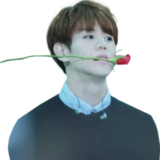 🌹 boy, flower, rose, man, person, portrait telegram sticker