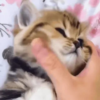 🤗 kitten, cat, cute, pet, animals, fluffy, head pat telegram sticker