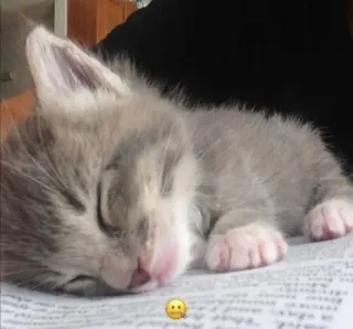 🤐 gato, gatito, durmiendo, animal, mascota telegram sticker