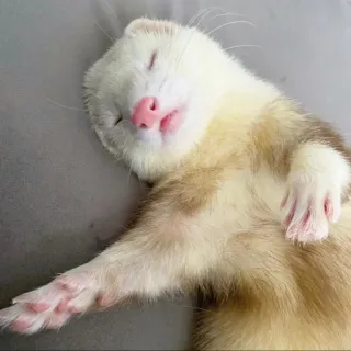 🥱 fret, slapen, dier, schattig, huisdier, zoogdier telegram sticker