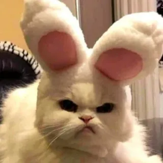 😾 Katze, Hasenohren, Haustier, Tier, süß, flauschig, Ostern whatsapp sticker