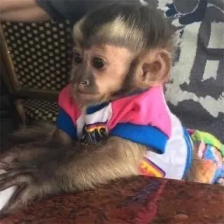🤞 singe, animal, mignon, primate, vêtement telegram sticker