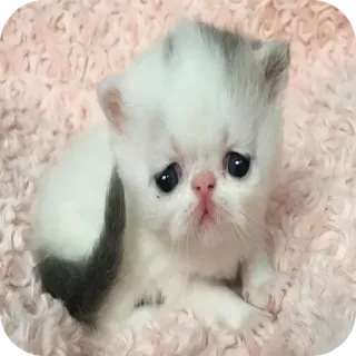 🐱 kätzchen, katze, niedlich, perserkatze, tier, haustier, katzenartig telegram sticker