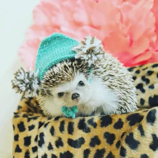 🦔 egel, dier, schattig, hoed, zoogdier telegram sticker