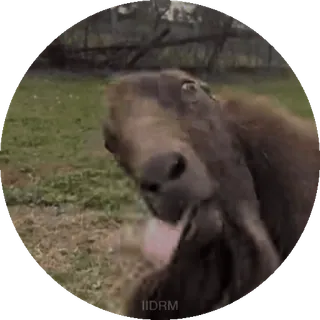 🤪 capra, animale, divertente, meme, animale da fattoria telegram sticker