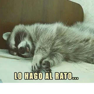 ⏳ LO HAGO AL RATO... rakun, tidur, malas, prokrastinasi, binatang, lucu, meme whatsapp sticker