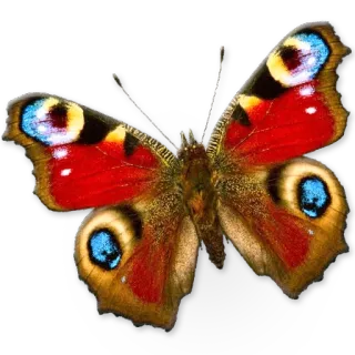 🦋 motyl, natura, skrzydła, owad, kolorowy telegram sticker