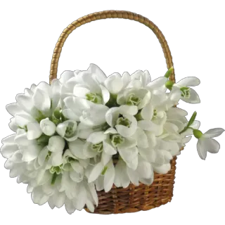 💐 fleurs, perce-neige, panier, blanc, printemps whatsapp sticker