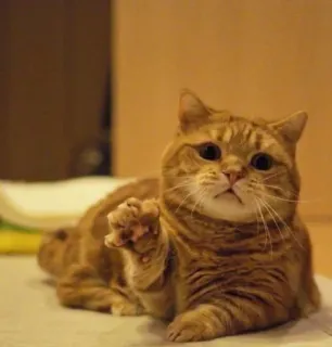 😨 cat, ginger cat, pet, animal, cute, domestic cat telegram sticker